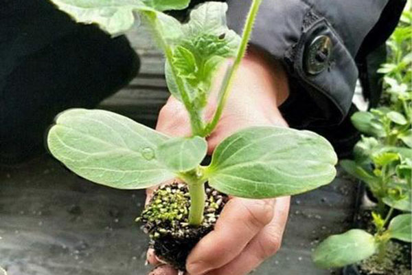 廠(chǎng)區環(huán)境的綠化要點(diǎn)！