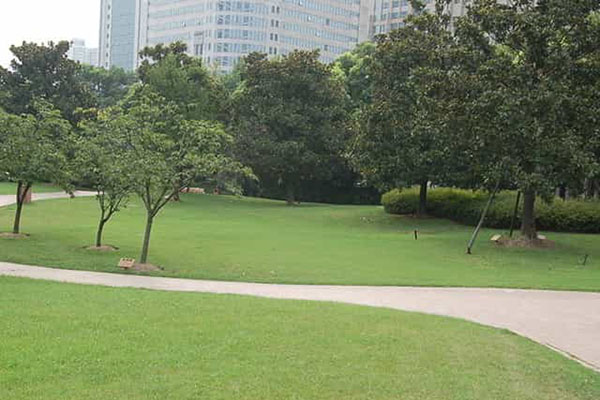 綠化養護如何成功移植植物？